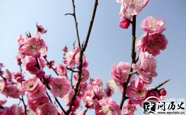 梅花花瓣