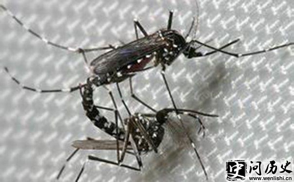 ӽ