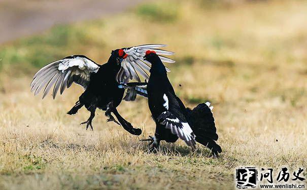öĶ