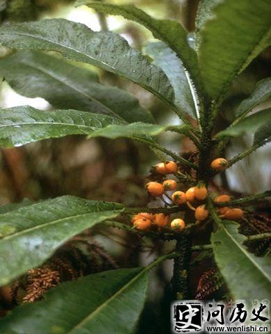 Mark's Cyanea
