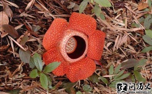 ʳ˻ͼƬ