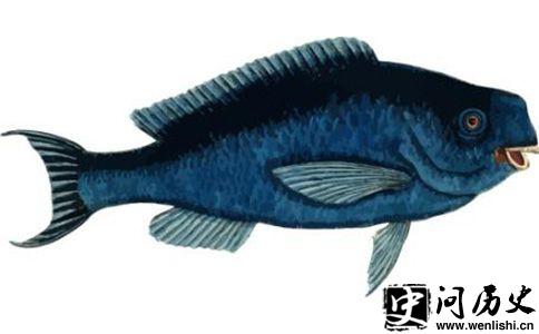 (The Blue Parrotfish)