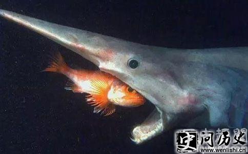 ŷʽ(Goblin Shark)