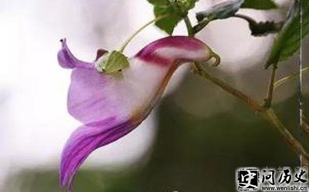 5L2g5LiA5a6a5rKh6KeB6L+H77yB5Zyw55CD5LiKOOenjeacgOWlh+aAqueahOiKsQ==
