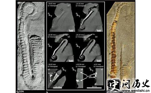 Dissimilites intermedius