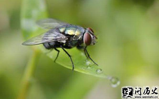 Ӭ