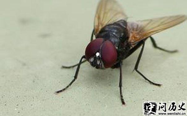 Ӭ