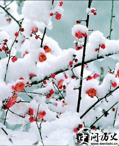 《菩萨蛮·梅雪》