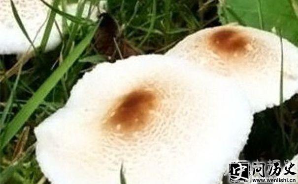 Ģ