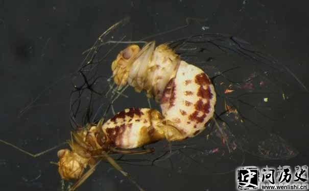Neotrogla curvata