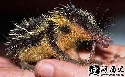 (Lowland Streaked Tenrec)