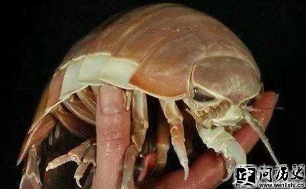 ʬ
