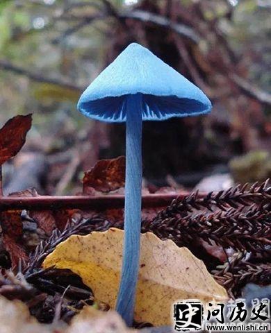 Ϸ޾ͼƬ