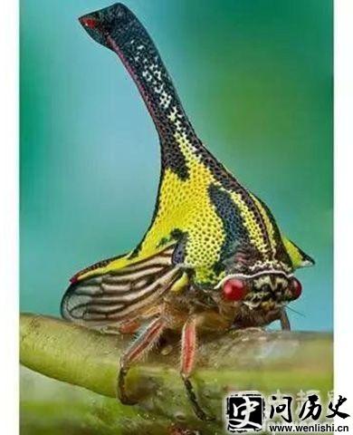 ǲ(Umbonia Spinosa)