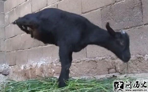 ǿ