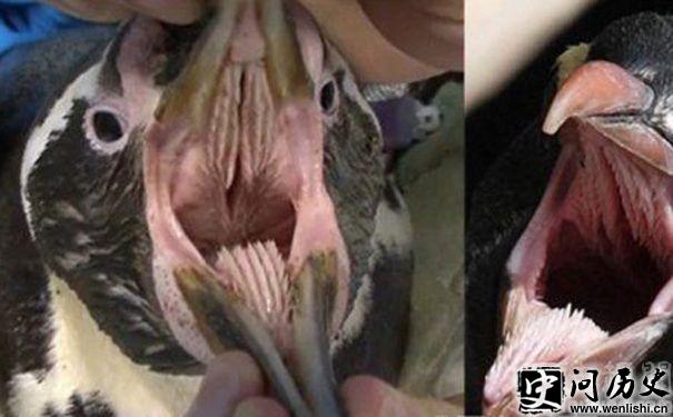 ľ