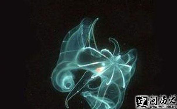ˮĸ