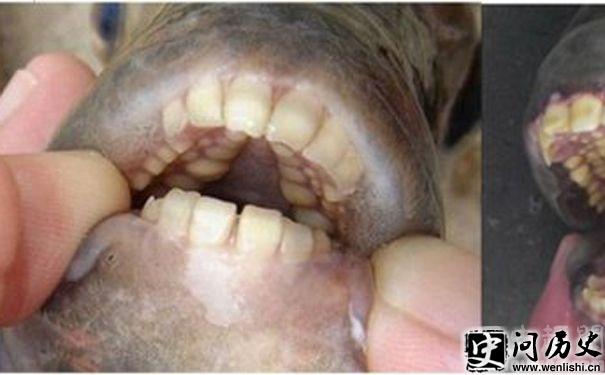 Pacu