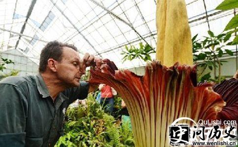 世界上最臭的花