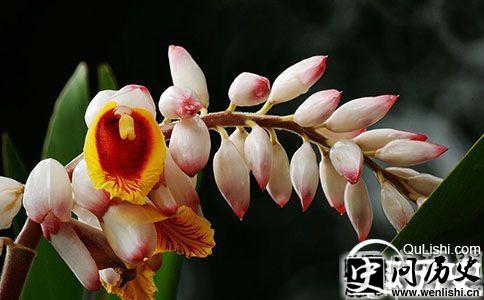 豆蔻花