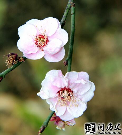 ÷ʲô˼-wenlishi.cnʷ