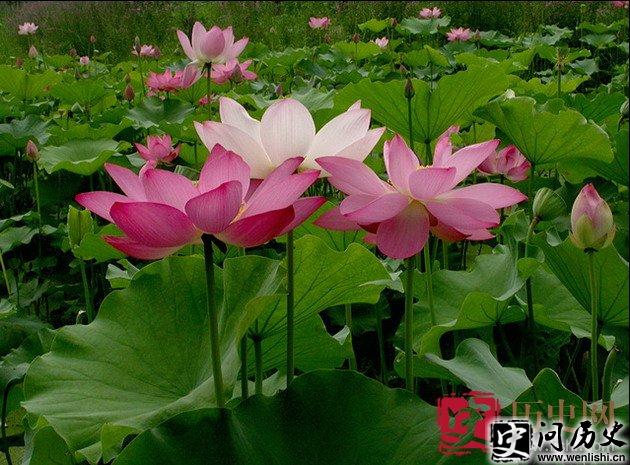 莲花的传说:莲与桔藕树换居的传说