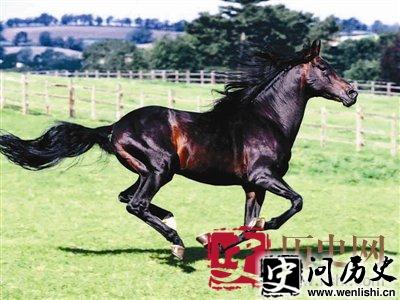 汗血马