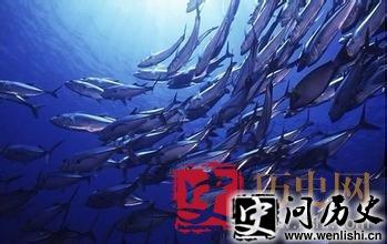 民间神话故事:深海鱼王传奇