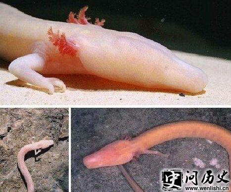 ɽŶִ˵