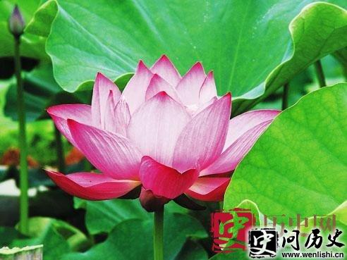 古代民间传说:湘莲子的神话故事