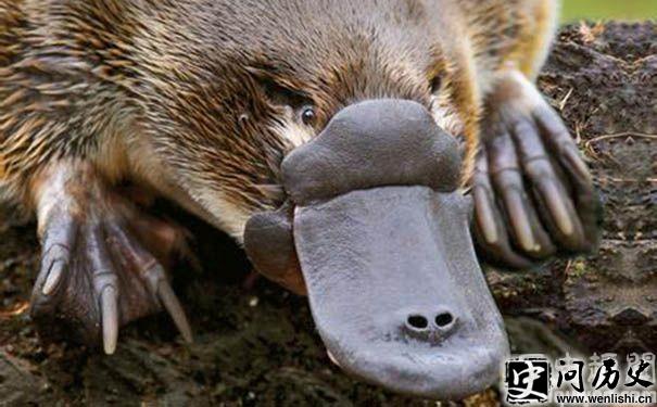 Ѽ