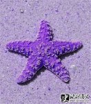 ŵԾ