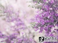 Ծ