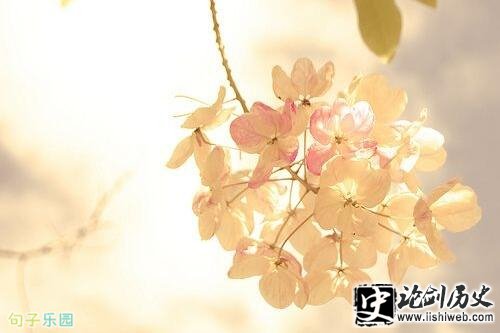 唯美文艺森系句子