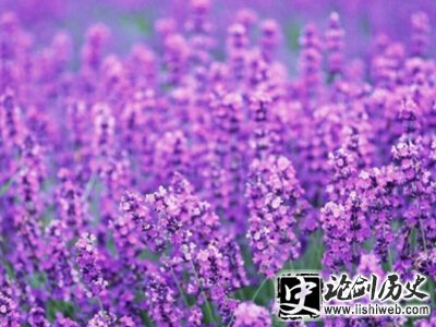 爱情唯美语句 爱情唯美语句