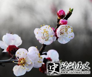 描写杏花的优美诗句大全最有名的古诗词有哪些