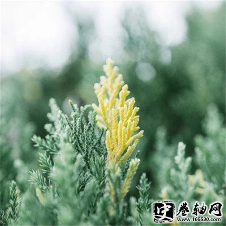 朋友圈必评必赞的个性说说,朋友圈点赞很高的语录大全