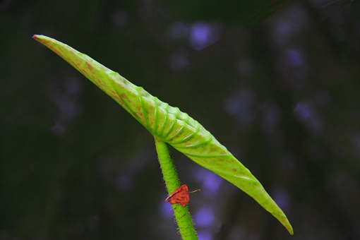 小荷才露尖尖角是哪首诗?(含意思、拼音、翻译、作者) 小荷才露尖尖角是哪首诗?(含意思、拼音、翻译、作者)