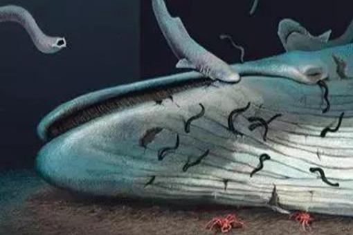 巨鲸落万物生啥意思?鲸鱼死后到底会经历什么? 巨鲸落万物生啥意思?鲸鱼死后到底会经历什么?