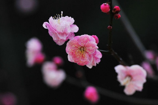 ӰеӰʫ Ӱָʲô˼