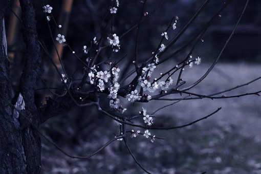 ӰеӰʫ Ӱָʲô˼