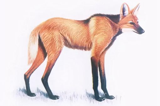 全球已灭绝野生动物盘点2021版 如今部分留下了照片和画本 全球已灭绝野生动物盘点2021版 如今部分留下了照片和画本
