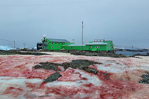 血雪是怎么回事 南极为何出现血雪 血雪是怎么回事 南极为何出现血雪
