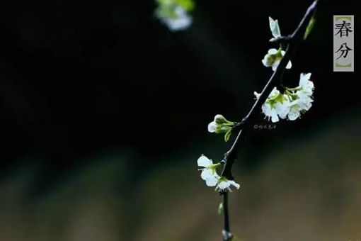 春分是什么意思 春分节气的含义是什么 春分是什么意思 春分节气的含义是什么