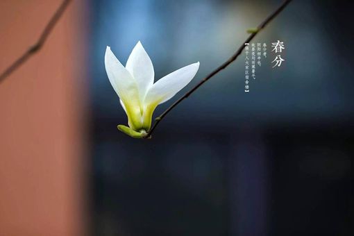 春分的风俗活动和寓意 春分的风俗活动和寓意
