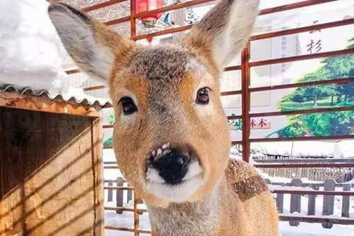 东北四大神兽分别是啥 东北四大神兽大马猴子是什么 东北四大神兽分别是啥 东北四大神兽大马猴子是什么