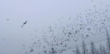 Ŵɸ봫 ɸ봫Ŀ