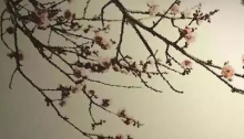 ѧңƽܼʷ