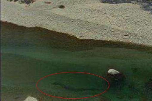 青海湖发现一条真龙是真的吗? 青海湖发现一条真龙是真的吗?