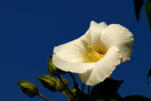 花蕊夫人名称的由来是怎样的? 花蕊夫人名称的由来是怎样的?